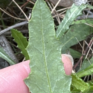 Senecio hispidulus at Aranda, ACT - 9 Sep 2023