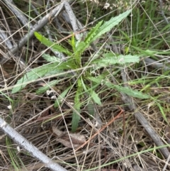 Senecio hispidulus at Aranda, ACT - 9 Sep 2023