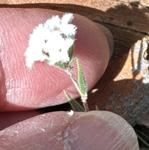 Leucopogon virgatus at Aranda, ACT - 9 Sep 2023