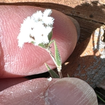 Leucopogon virgatus (Common Beard-heath) at Aranda Bushland - 9 Sep 2023 by lbradley