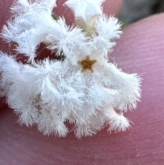 Leucopogon virgatus at Aranda, ACT - 9 Sep 2023