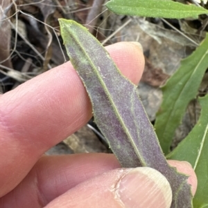 Senecio prenanthoides at Aranda, ACT - 9 Sep 2023