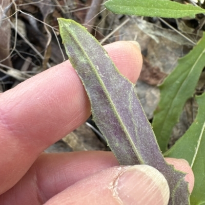 Senecio prenanthoides (Common Forest Fireweed) at Aranda, ACT - 9 Sep 2023 by lbradley