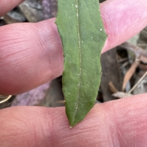 Senecio prenanthoides at Aranda, ACT - 9 Sep 2023