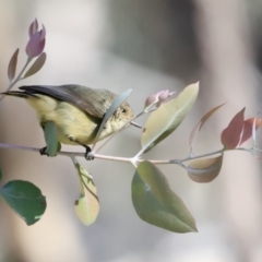 Acanthiza reguloides (Buff-rumped Thornbill) at Block 402 - 8 Sep 2023 by JimL