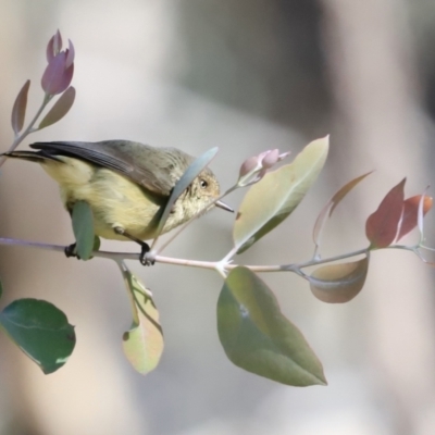 Acanthiza reguloides (Buff-rumped Thornbill) at Piney Ridge - 8 Sep 2023 by JimL