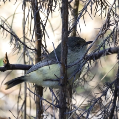 Acanthiza reguloides (Buff-rumped Thornbill) at Block 402 - 8 Sep 2023 by JimL