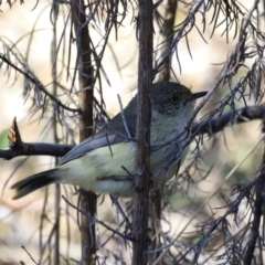 Acanthiza reguloides (Buff-rumped Thornbill) at Bluetts Block Area - 8 Sep 2023 by JimL