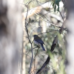 Colluricincla harmonica at Stromlo, ACT - 9 Sep 2023 09:06 AM