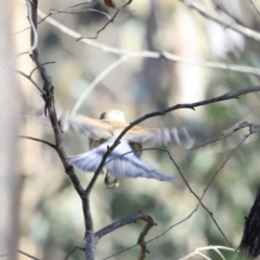 Colluricincla harmonica at Stromlo, ACT - 9 Sep 2023