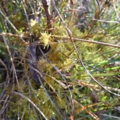 Unidentified Moss, Liverwort or Hornwort at QPRC LGA - 6 Sep 2023 by Paul4K