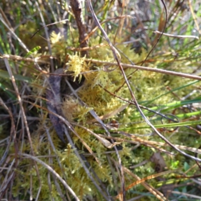 Unidentified Moss, Liverwort or Hornwort at QPRC LGA - 6 Sep 2023 by Paul4K