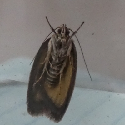 Garrha (genus) (A concealer moth) at Boro - 7 Sep 2023 by Paul4K