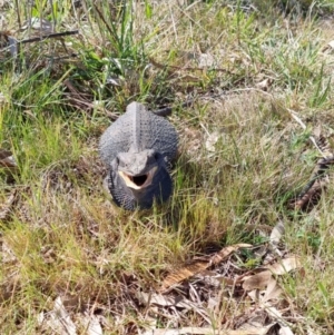 Pogona barbata at Queanbeyan West, NSW - suppressed