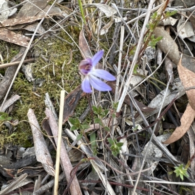 Cyanicula caerulea (Blue Fingers, Blue Fairies) at Aranda Bushland - 9 Sep 2023 by lbradley