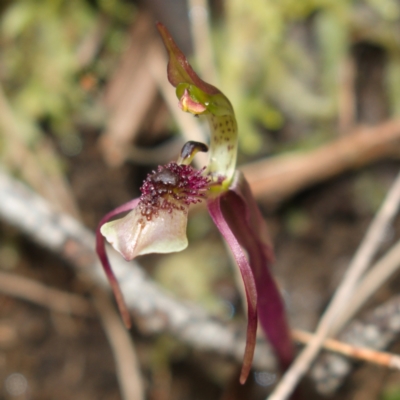 Chiloglottis seminuda (Turtle Orchid) at Canberra Central, ACT - 19 Jun 2023 by RobG1