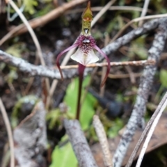 Chiloglottis seminuda at suppressed - 19 Jun 2023