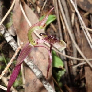 Chiloglottis seminuda at suppressed - 19 Jun 2023