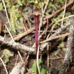 Chiloglottis seminuda at suppressed - 19 Jun 2023