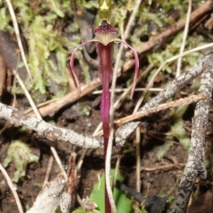 Chiloglottis seminuda at suppressed - 19 Jun 2023