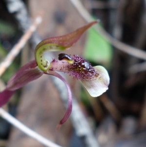 Chiloglottis seminuda at suppressed - 19 Jun 2023