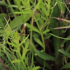 Haloragis heterophylla (Variable Raspwort) at Dry Plain, NSW - 17 Dec 2022 by AndyRoo