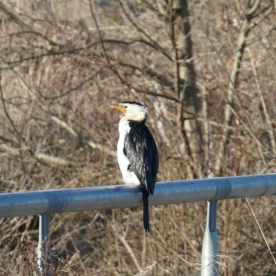 Microcarbo melanoleucos (Little Pied Cormorant) at Holder Wetlands - 29 Aug 2023 by AJB