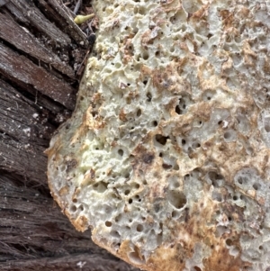 Laetiporus portentosus at Aranda, ACT - 9 Sep 2023