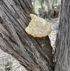 Laetiporus portentosus at Aranda, ACT - 9 Sep 2023