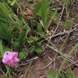 Convolvulus angustissimus subsp. angustissimus at Dry Plain, NSW - 17 Dec 2022 12:43 PM