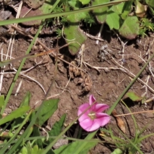 Convolvulus angustissimus subsp. angustissimus at Dry Plain, NSW - 17 Dec 2022 12:43 PM