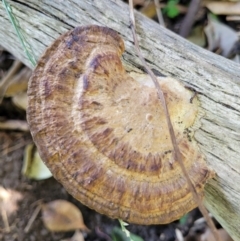 Trametes sp. at Narrawallee, NSW - 9 Sep 2023 by trevorpreston