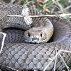 Pseudonaja textilis (Eastern Brown Snake) at Fyshwick, ACT - 25 Aug 2023 by davidcunninghamwildlife