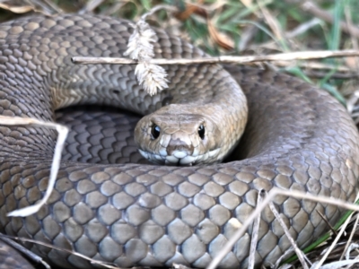 Pseudonaja textilis (Eastern Brown Snake) at Fyshwick, ACT - 25 Aug 2023 by davidcunninghamwildlife