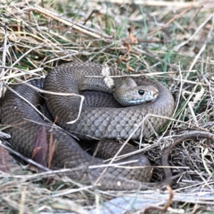 Pseudonaja textilis at Fyshwick, ACT - 25 Aug 2023