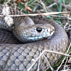 Pseudonaja textilis at Fyshwick, ACT - 25 Aug 2023