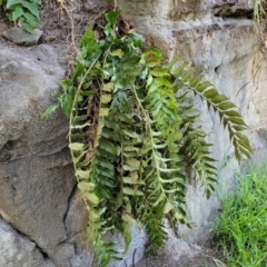 Cyrtomium falcatum (Holly Fern) at Narrawallee, NSW - 9 Sep 2023 by trevorpreston