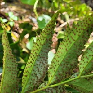 Cyrtomium falcatum at Narrawallee, NSW - 9 Sep 2023