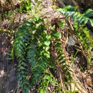 Cyrtomium falcatum at Narrawallee, NSW - 9 Sep 2023