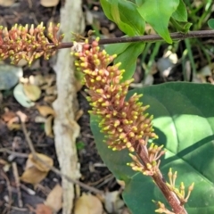 Unverified Other Shrub at Narrawallee, NSW - 9 Sep 2023 by trevorpreston