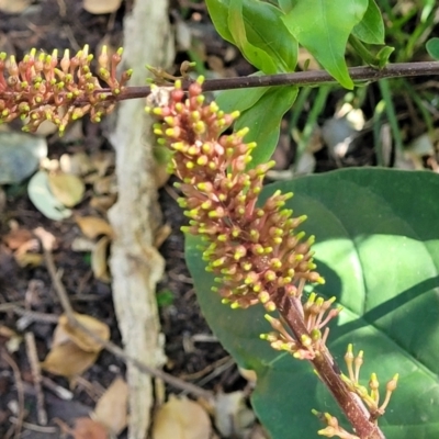 Unidentified Other Shrub at Narrawallee Foreshore Reserves Walking Track - 9 Sep 2023 by trevorpreston