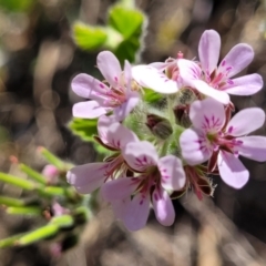 Pelargonium australe (Austral Stork's-bill) at Narrawallee Foreshore Reserves Walking Track - 9 Sep 2023 by trevorpreston