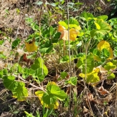 Pelargonium australe at Narrawallee, NSW - 9 Sep 2023 12:41 PM