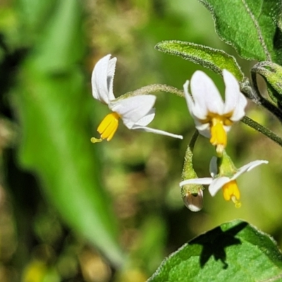 Solanum nodiflorum at Narrawallee Foreshore Reserves Walking Track - 9 Sep 2023 by trevorpreston