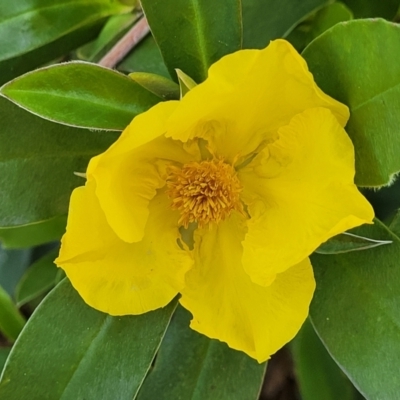 Hibbertia scandens (Climbing Guinea Flower) at Narrawallee, NSW - 9 Sep 2023 by trevorpreston