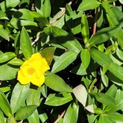 Hibbertia scandens at Narrawallee, NSW - 9 Sep 2023 12:40 PM