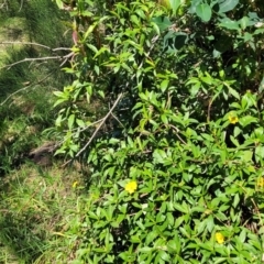 Hibbertia scandens at Narrawallee, NSW - 9 Sep 2023 12:40 PM