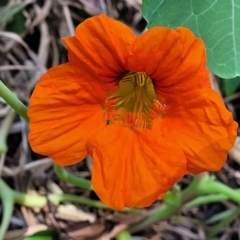 Tropaeolum majus (Nasturtium) at Narrawallee Foreshore Reserves Walking Track - 9 Sep 2023 by trevorpreston