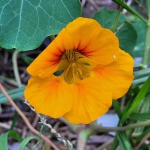 Tropaeolum majus at Narrawallee, NSW - 9 Sep 2023