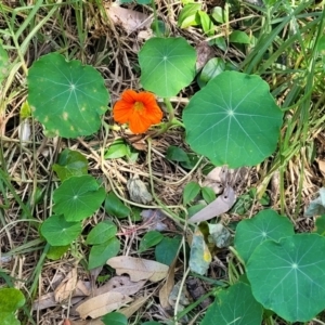 Tropaeolum majus at Narrawallee, NSW - 9 Sep 2023